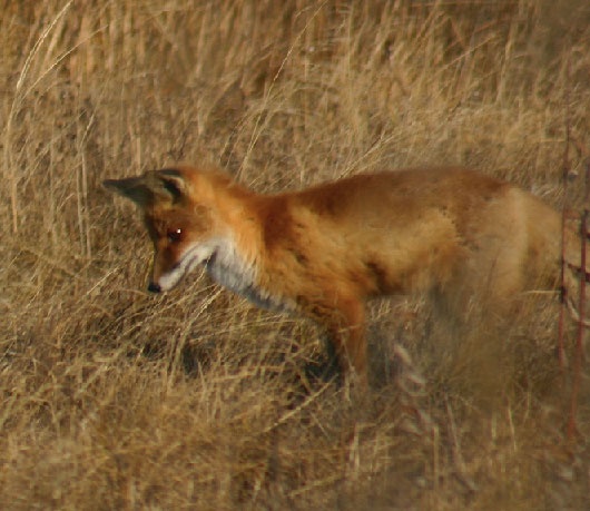 Иллюстрация к книге — В глуши таёжной (сборник) [i_022.jpg]