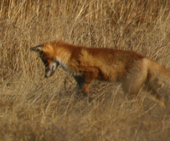 Иллюстрация к книге — В глуши таёжной (сборник) [i_023.jpg]