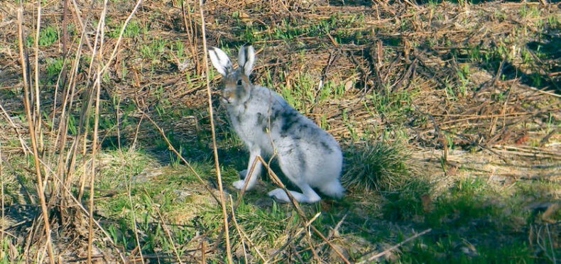Иллюстрация к книге — В глуши таёжной (сборник) [i_024.jpg]