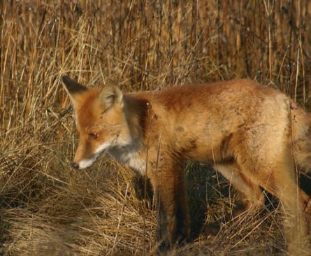 Иллюстрация к книге — В глуши таёжной (сборник) [i_026.jpg]