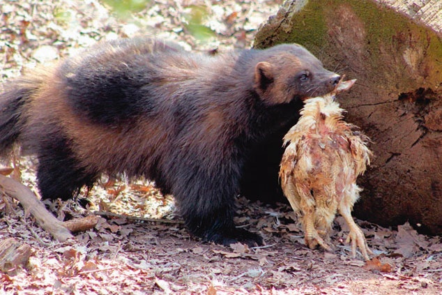 Иллюстрация к книге — В глуши таёжной (сборник) [i_028.jpg]