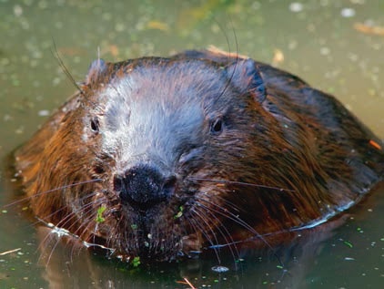 Иллюстрация к книге — В глуши таёжной (сборник) [i_032.jpg]