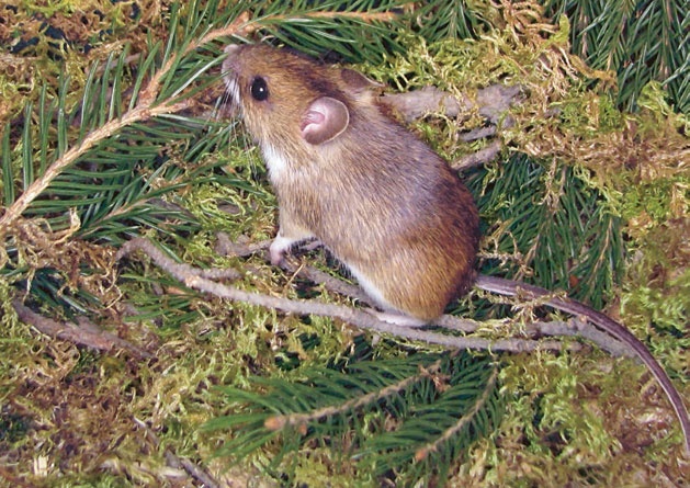 Иллюстрация к книге — В глуши таёжной (сборник) [i_036.jpg]