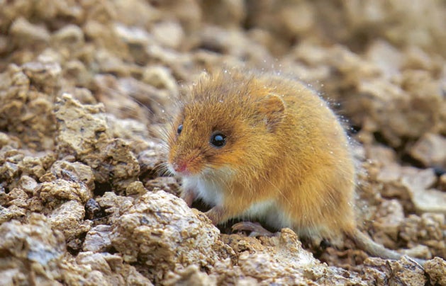 Иллюстрация к книге — В глуши таёжной (сборник) [i_037.jpg]