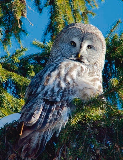 Иллюстрация к книге — В глуши таёжной (сборник) [i_038.jpg]