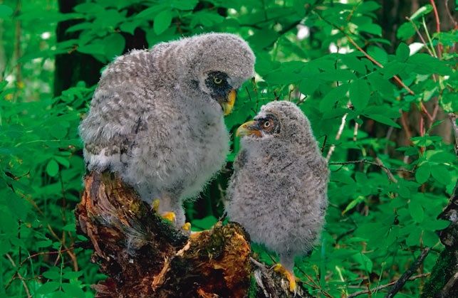 Иллюстрация к книге — В глуши таёжной (сборник) [i_040.jpg]