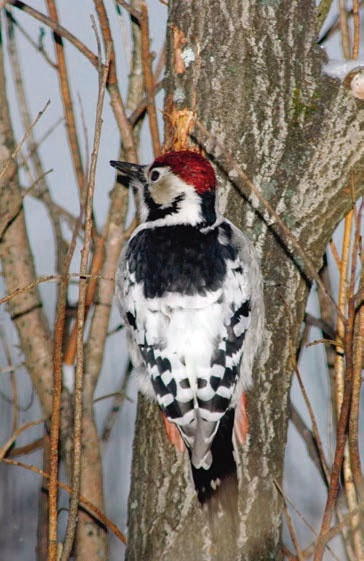 Иллюстрация к книге — В глуши таёжной (сборник) [i_043.jpg]