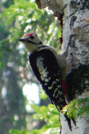 Иллюстрация к книге — В глуши таёжной (сборник) [i_044.jpg]