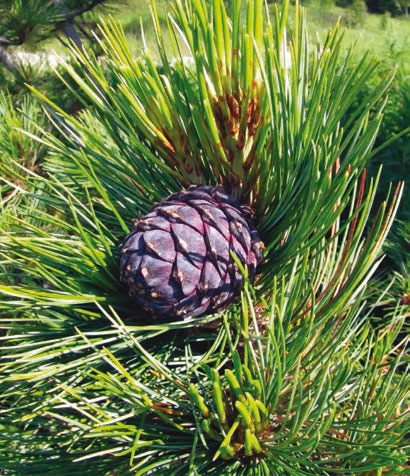 Иллюстрация к книге — В глуши таёжной (сборник) [i_045.jpg]