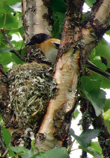 Иллюстрация к книге — В глуши таёжной (сборник) [i_048.jpg]