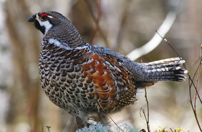 Иллюстрация к книге — В глуши таёжной (сборник) [i_052.jpg]