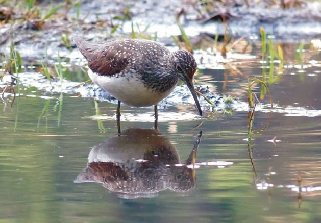 Иллюстрация к книге — В глуши таёжной (сборник) [i_054.jpg]