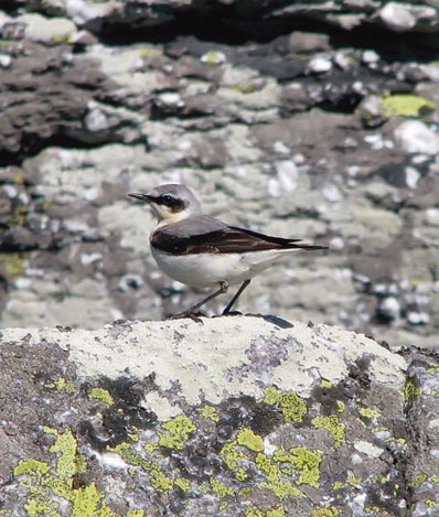 Иллюстрация к книге — В глуши таёжной (сборник) [i_056.jpg]