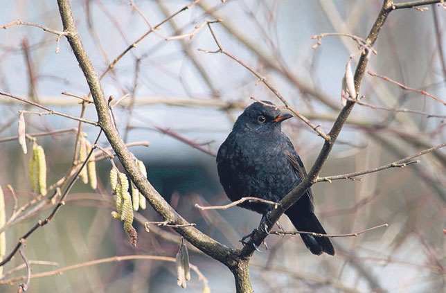 Иллюстрация к книге — В глуши таёжной (сборник) [i_057.jpg]