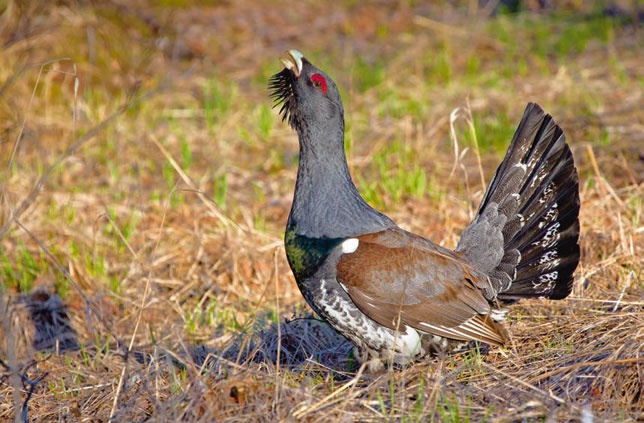 Иллюстрация к книге — В глуши таёжной (сборник) [i_058.jpg]