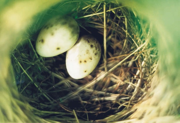 Иллюстрация к книге — В глуши таёжной (сборник) [i_059.jpg]