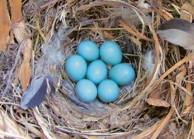 Иллюстрация к книге — В глуши таёжной (сборник) [i_060.jpg]