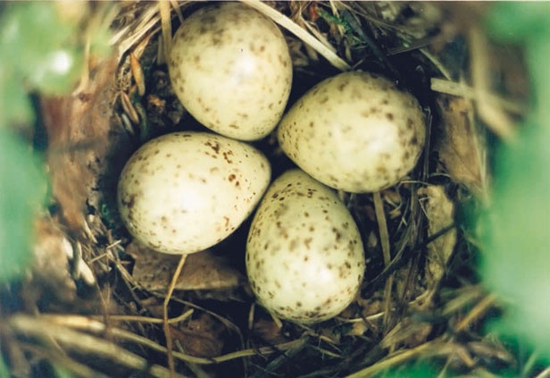 Иллюстрация к книге — В глуши таёжной (сборник) [i_062.jpg]