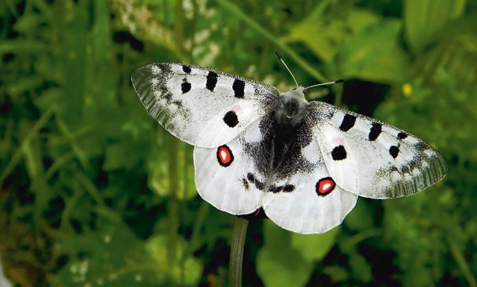 Иллюстрация к книге — В глуши таёжной (сборник) [i_064.jpg]