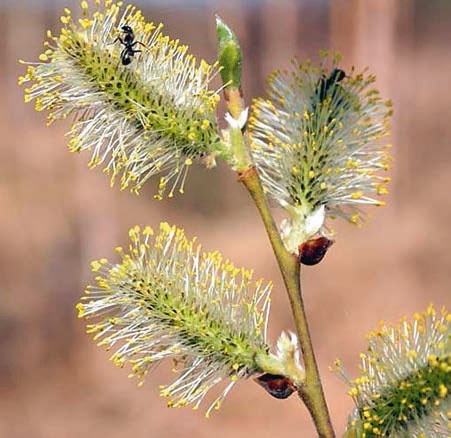 Иллюстрация к книге — В глуши таёжной (сборник) [i_073.jpg]