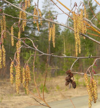 Иллюстрация к книге — В глуши таёжной (сборник) [i_074.jpg]