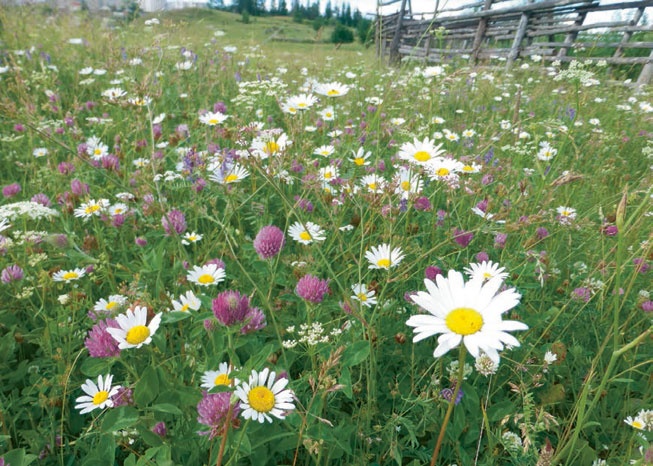 Иллюстрация к книге — В глуши таёжной (сборник) [i_075.jpg]