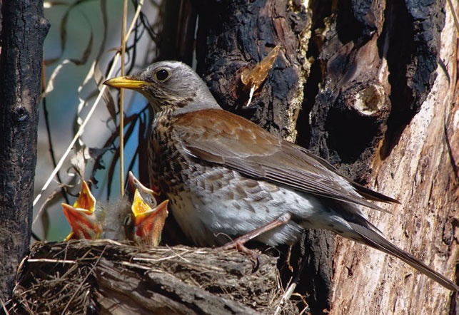 Иллюстрация к книге — В глуши таёжной (сборник) [i_078.jpg]