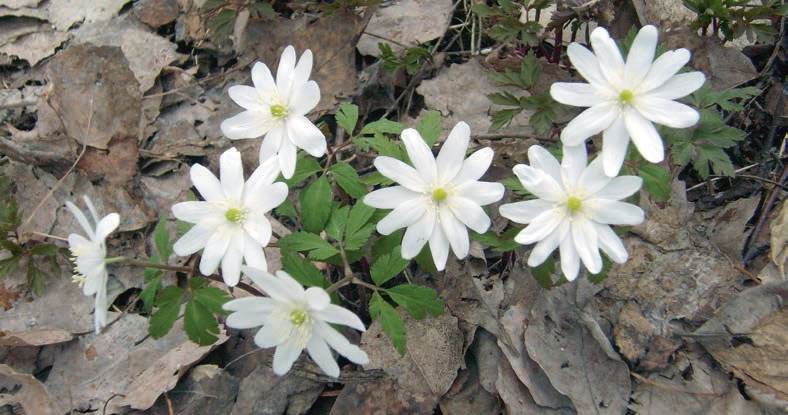 Иллюстрация к книге — В глуши таёжной (сборник) [i_081.jpg]