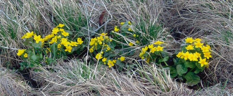 Иллюстрация к книге — В глуши таёжной (сборник) [i_082.jpg]