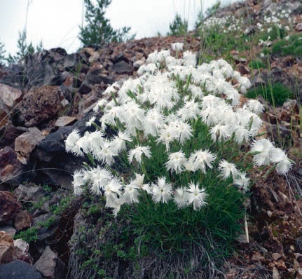 Иллюстрация к книге — В глуши таёжной (сборник) [i_086.jpg]