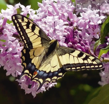 Иллюстрация к книге — В глуши таёжной (сборник) [i_092.jpg]