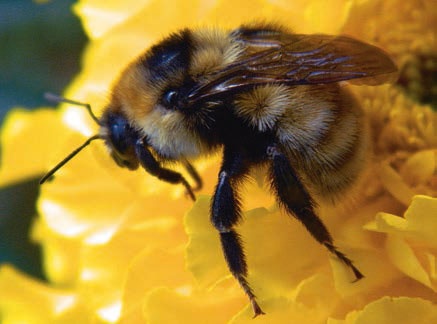 Иллюстрация к книге — В глуши таёжной (сборник) [i_093.jpg]