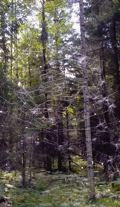 Иллюстрация к книге — В глуши таёжной (сборник) [i_095.jpg]