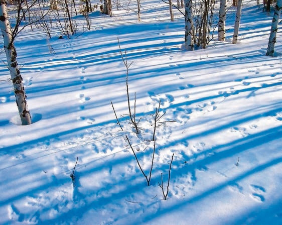 Иллюстрация к книге — В глуши таёжной (сборник) [i_098.jpg]