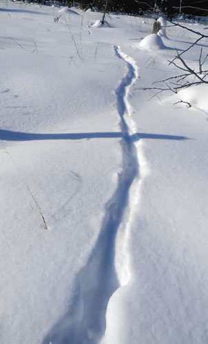 Иллюстрация к книге — В глуши таёжной (сборник) [i_101.jpg]