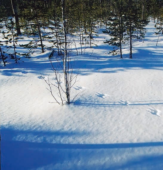 Иллюстрация к книге — В глуши таёжной (сборник) [i_105.jpg]