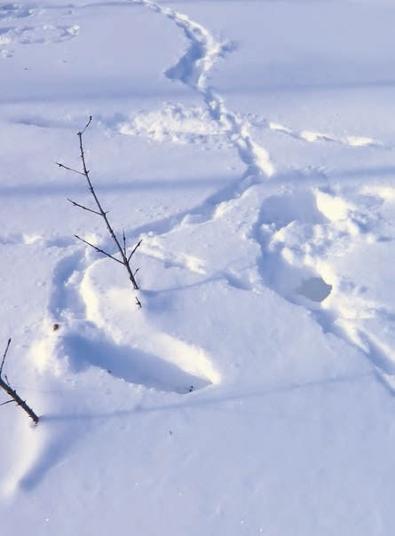 Иллюстрация к книге — В глуши таёжной (сборник) [i_114.jpg]