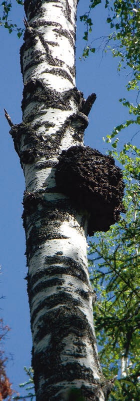 Иллюстрация к книге — В глуши таёжной (сборник) [i_120.jpg]