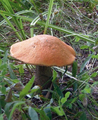 Иллюстрация к книге — В глуши таёжной (сборник) [i_123.jpg]