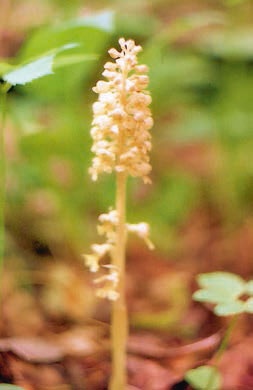 Иллюстрация к книге — В глуши таёжной (сборник) [i_127.jpg]