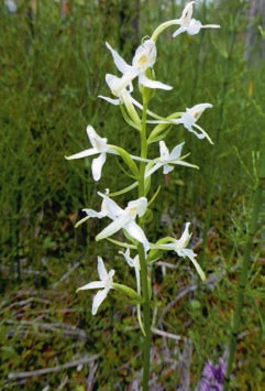 Иллюстрация к книге — В глуши таёжной (сборник) [i_128.jpg]