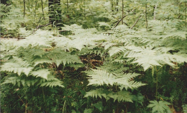 Иллюстрация к книге — В глуши таёжной (сборник) [i_129.jpg]