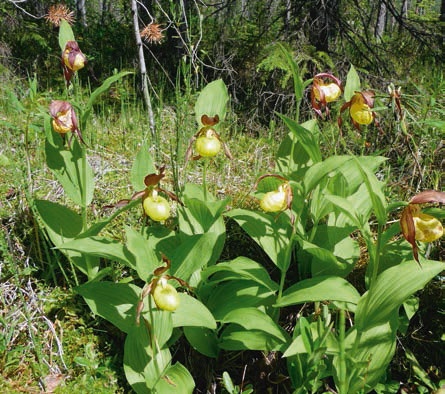 Иллюстрация к книге — В глуши таёжной (сборник) [i_130.jpg]