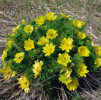 Иллюстрация к книге — В глуши таёжной (сборник) [i_131.jpg]