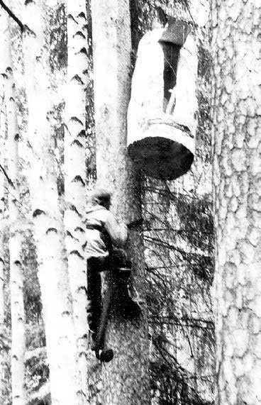 Иллюстрация к книге — В глуши таёжной (сборник) [i_145.jpg]