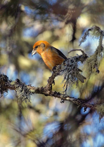 Иллюстрация к книге — В глуши таёжной (сборник) [i_154.jpg]