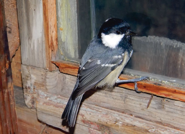 Иллюстрация к книге — В глуши таёжной (сборник) [i_155.jpg]