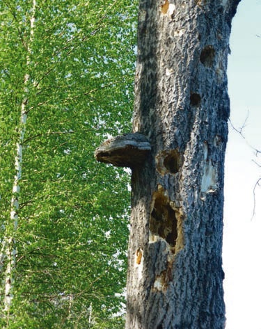 Иллюстрация к книге — В глуши таёжной (сборник) [i_156.jpg]