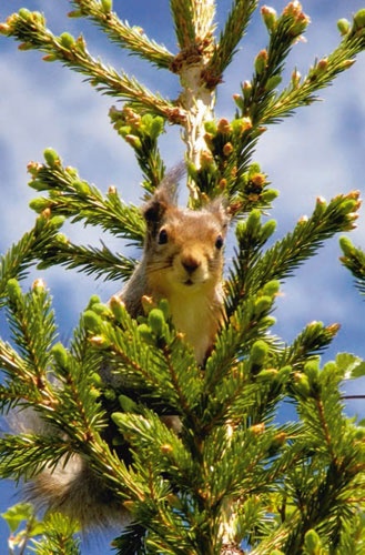 Иллюстрация к книге — В глуши таёжной (сборник) [i_162.jpg]