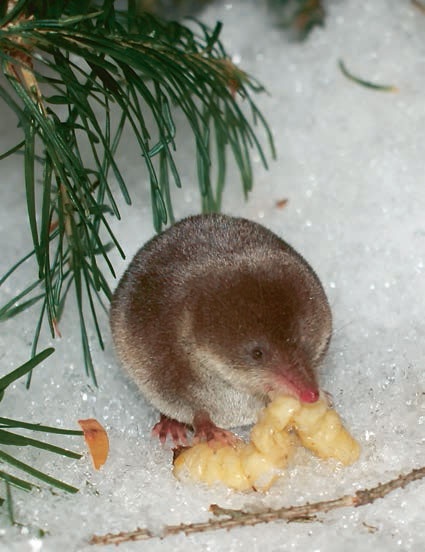 Иллюстрация к книге — В глуши таёжной (сборник) [i_163.jpg]